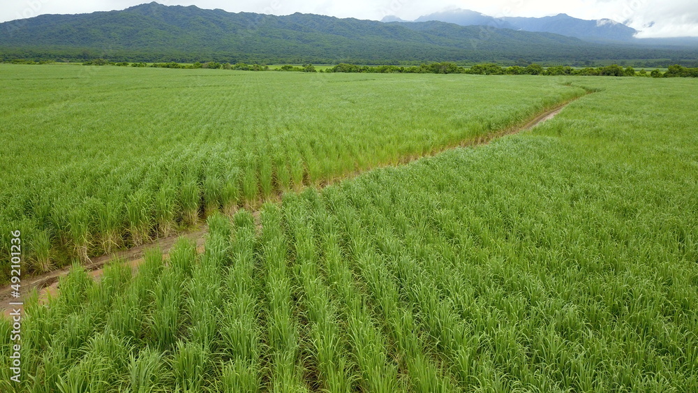 sugarcane cultivation in northwestern Argentina