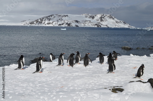 group of penguins on ice