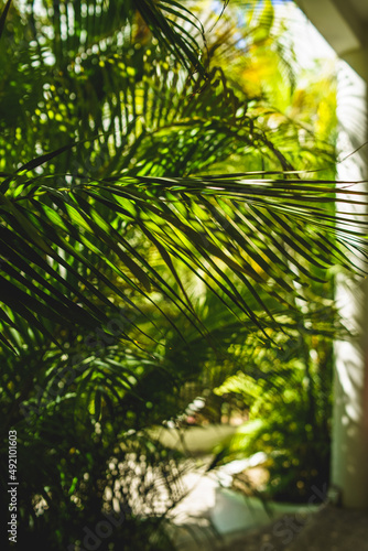 Beautiful green palm trees with gorgeous fronds  blue sky and bright sunlight in tropical Mexican South Pacific paradise background texture