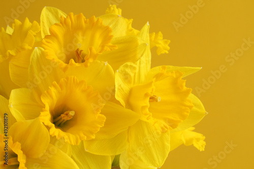 Fototapeta Naklejka Na Ścianę i Meble -  Bouquet yellow daffodils on a yellow background. Closeup