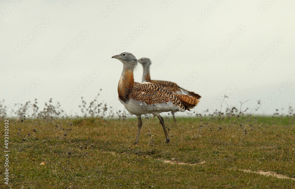 avutardas en primavera en los campos de cereales avutardas en primavera en los campos de cereales