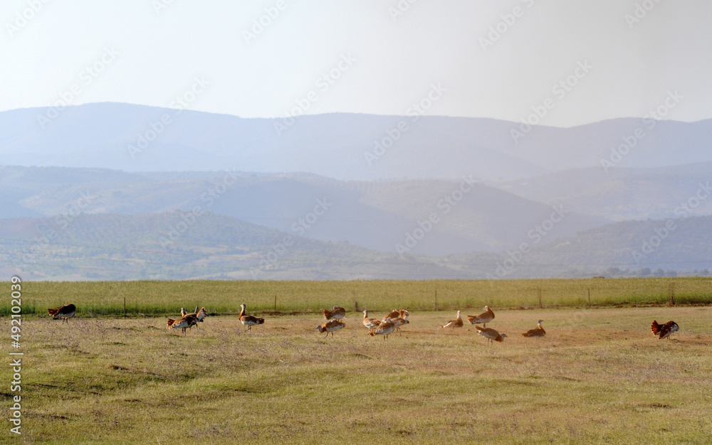 avutardas en primavera en los campos de cereales avutardas en primavera en los campos de cereales