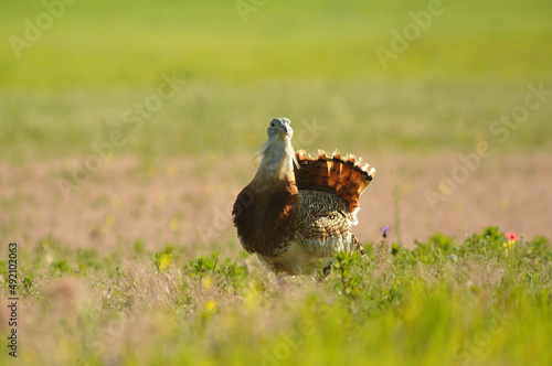 avutardas en primavera en los campos de cereales