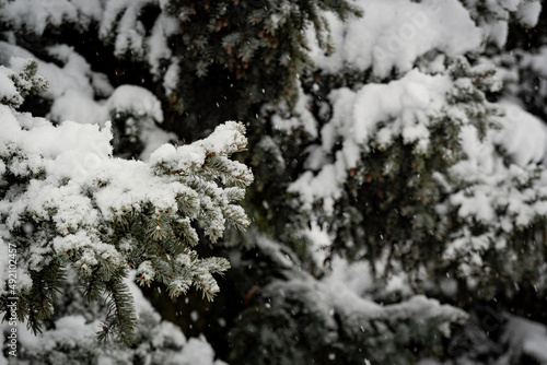 Textured branches of spruce trees covered with snow in a snow-covered forest. Spruce branches, with thick green needles in the winter forest. © VikaDiKareva