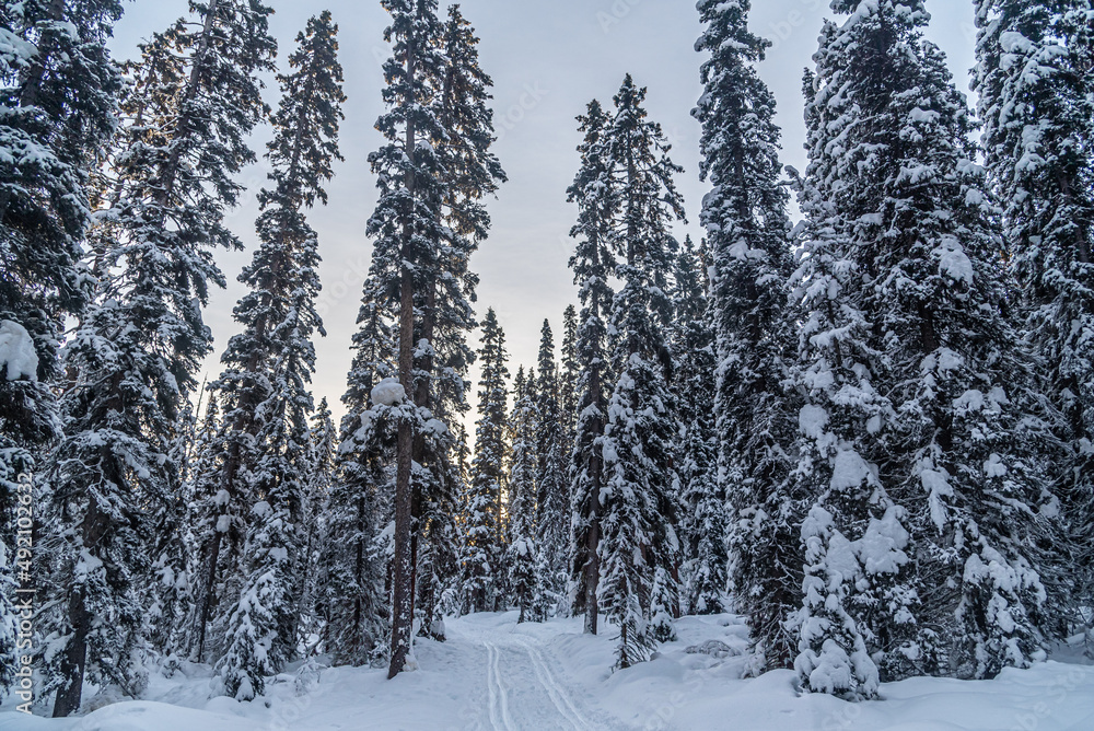 Winter forest in Banff Park