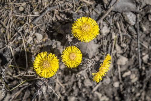 Wallpaper Mural Tussilago farfara Torontodigital.ca