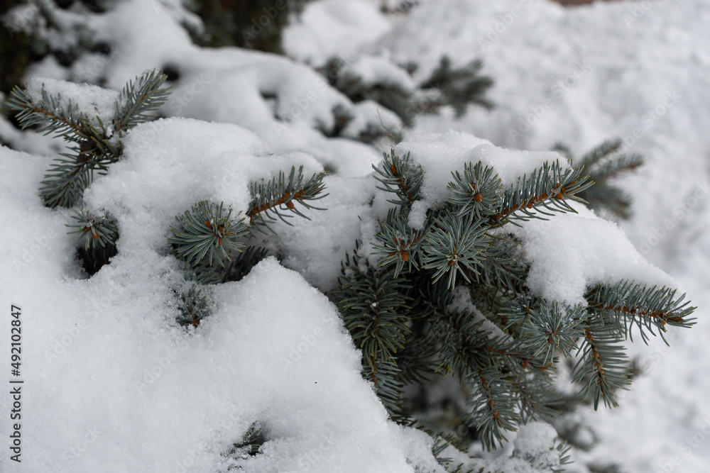 Winter, thick branches of fir trees covered with white snow. Spruce branches, with thick green needles in the winter forest.