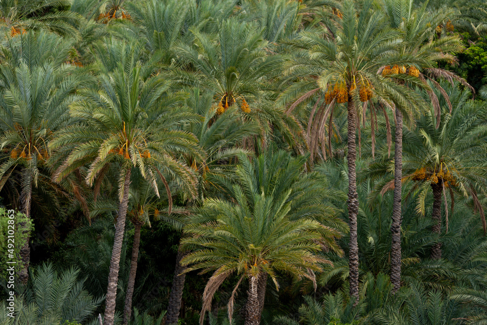 Fruitful palm trees in the Sultanate of Oman, farms for the production of dates, the harvest season of dates in the Sultanate of Oman, agricultural areas for palms