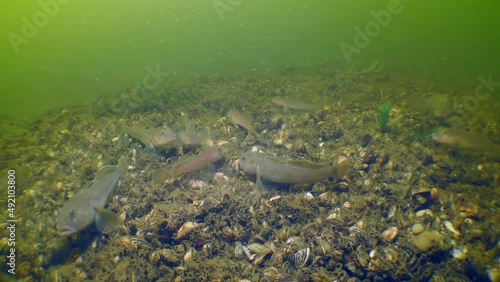 Alien species: several Round goby (Neogobius melanostomus) eat something on the river bottom covered with Zebra Massel shells. photo