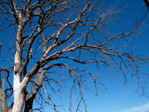 alberi e rami