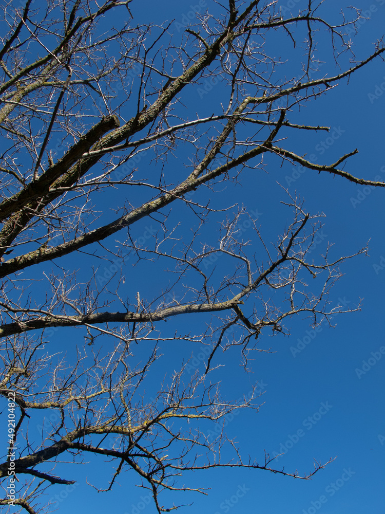 alberi e rami alberi e rami