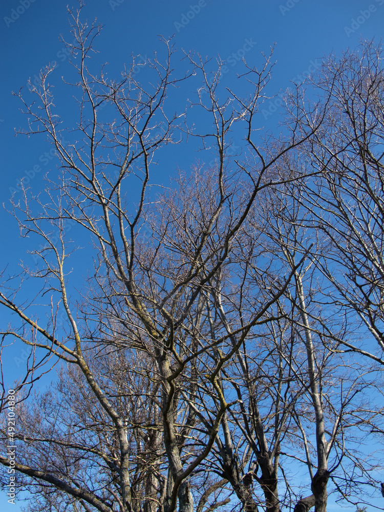 alberi e rami alberi e rami