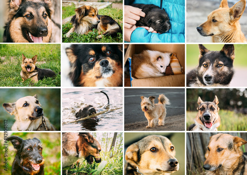 Fototapeta Naklejka Na Ścianę i Meble -  Homeless Dogs Bundle Set. Funny Mixed Breed Dogs Portraits Close up mongrel dog