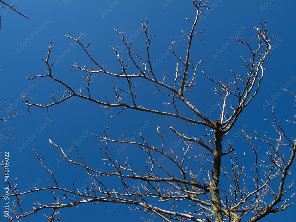 alberi e rami