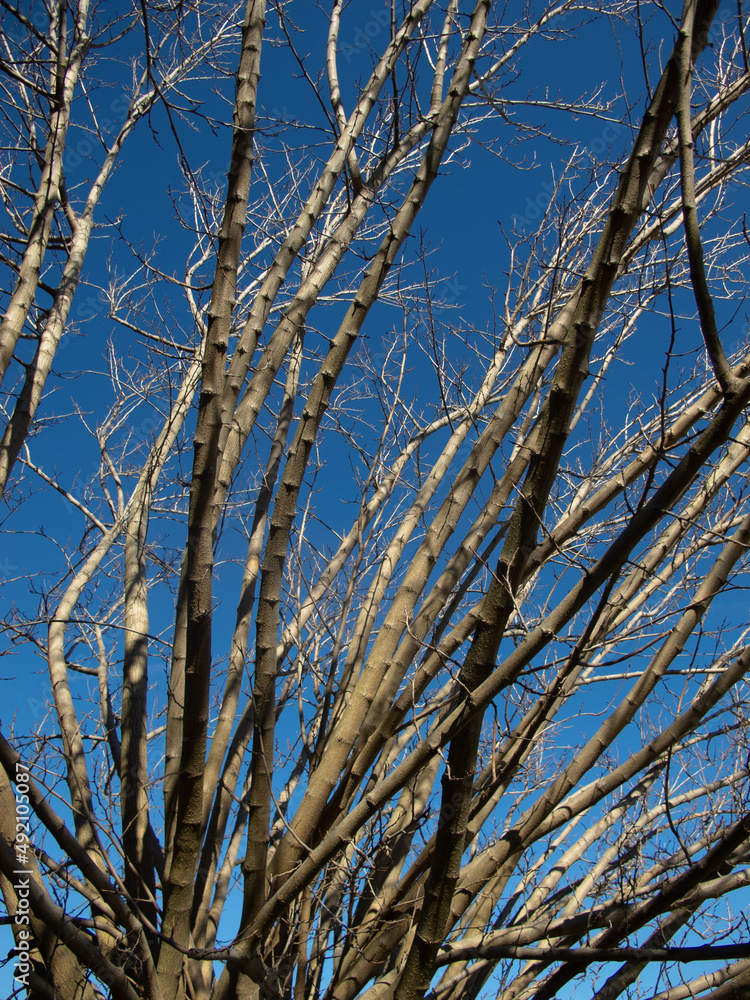 alberi e rami alberi e rami