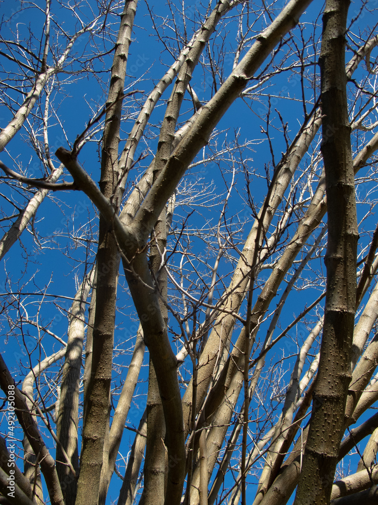 Obraz premium alberi e rami