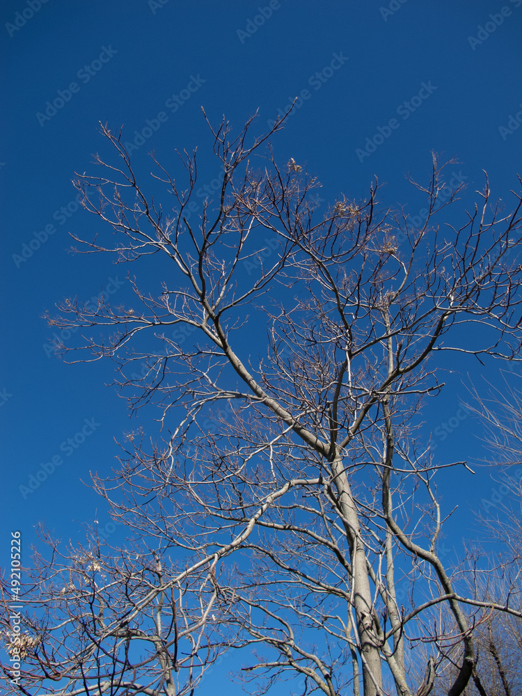 Fototapeta premium alberi e rami