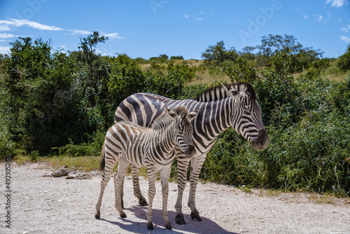 Addo Elephant Park South Africa, Family of zebra in Addo elephant park, African zebra in the park