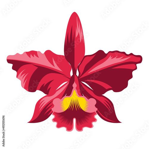 Isolated orchid Colombian national flower Vector illustration