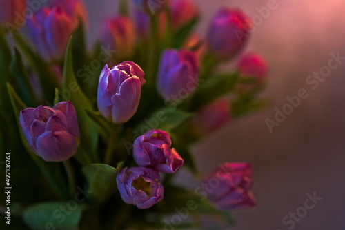 Bukiet tulipanów w kolorze różowym