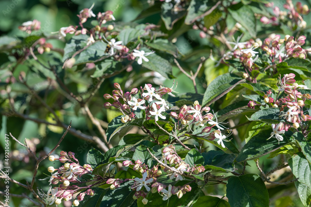 Close up of hill glory bower (clerodendrum infortunatum) flowers in bloom Close up of hill glory bower (clerodendrum infortunatum) flowers in bloom