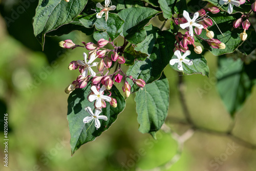 Close up of hill glory bower (clerodendrum infortunatum) flowers in bloom photo