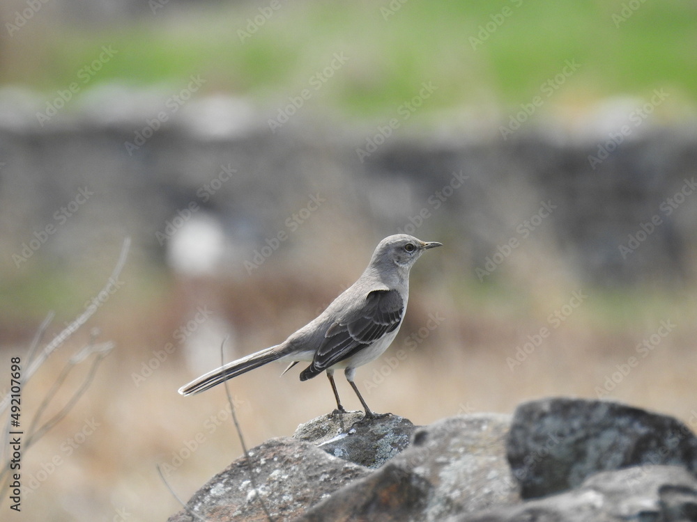 A northern mockingbird perched on a rock in Adams County, Pennsylvania. A northern mockingbird perched on a rock in Adams County, Pennsylvania.