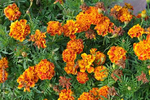 Blossom bushes marigold (tagetes) © orestligetka