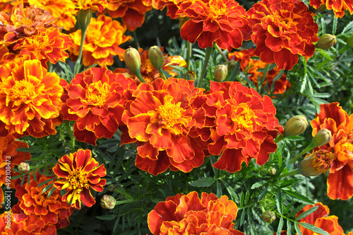 Blossom bushes marigold (tagetes) © orestligetka