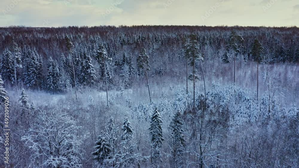 Aerial view of winter forest covered in snow in Europe. Aerial view of winter forest covered in snow in Europe.