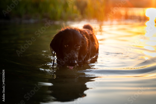 Pies chłodzi się w jeziorze i pije wodę 