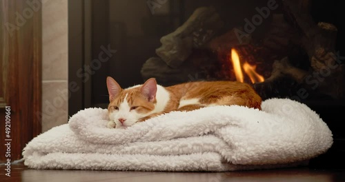 Wallpaper Mural Sleepy Orange Cat Relaxing with Fireplace in Living Room Short Hair Domestic Torontodigital.ca