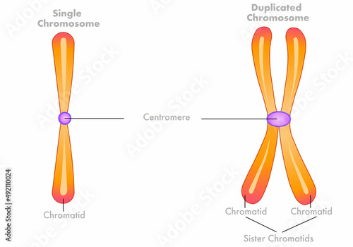 Unduplicated single, duplicated  Chromosomes diagram. Sister Chromatids structure. Homologous pair, centromere.  With duplication, interphase. Yellow orange draw. Biology, genetic illustration vector photo