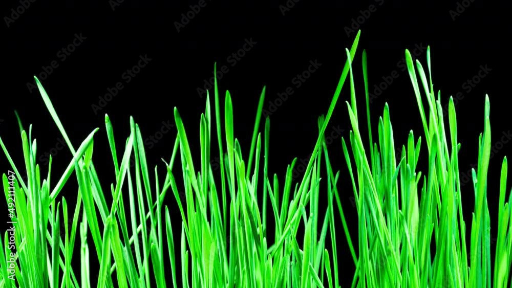 Wheat Sprouts Grow Fast in Time Lapse on a Black Background. Microgreens Seedling Leaves Growing. Wheatgrass For Healthy Eating and Dieting. Germination of Cereal Crop Wheat Sprouts Grow Fast in Time Lapse on a Black Background. Microgreens Seedling Leaves Growing. Wheatgrass For Healthy Eating and Dieting. Germination of Cereal Crop
