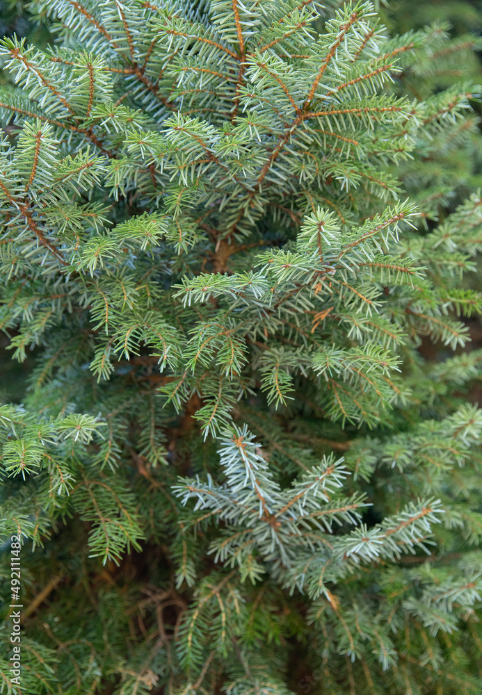branch spruce needles pine park spring