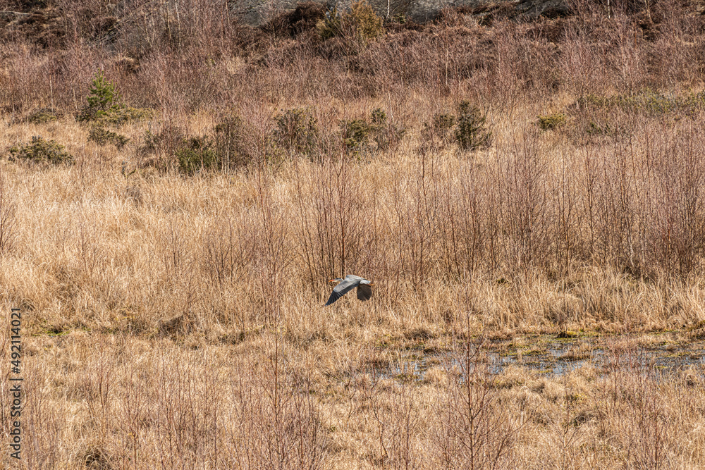 Grey heron lifting off from a small pond. Grey heron lifting off from a small pond.