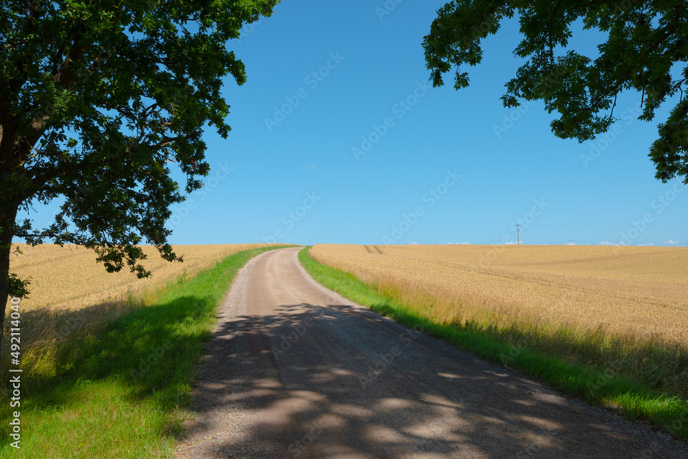 Gravel road passing underneath green trees in an otherwise open landscape.