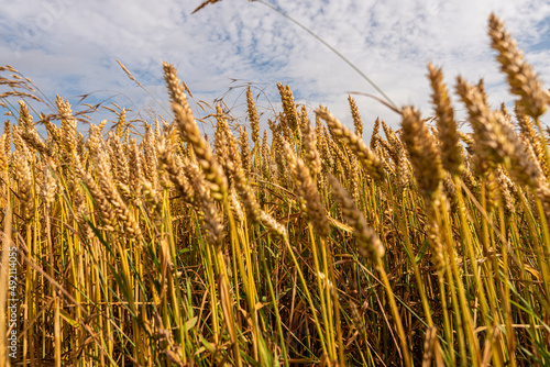 Close up of wheat in a field.