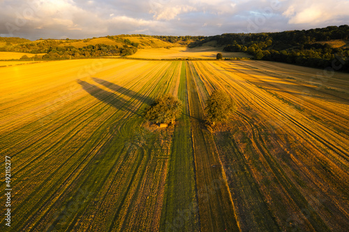 Two trees casting shadows at sunset
