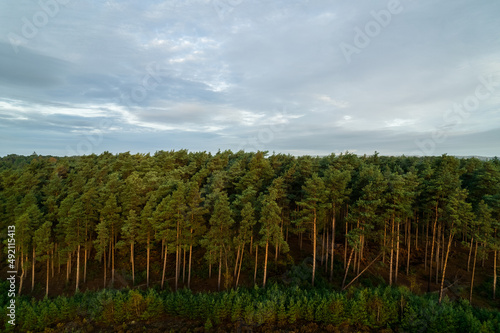 Tree line on a cloudy day 