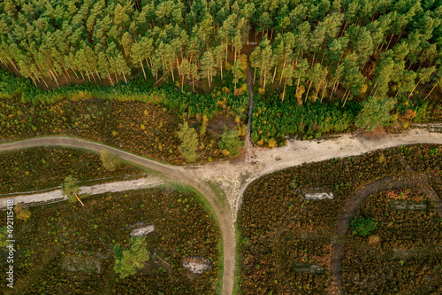 Tree line and path in the countryside