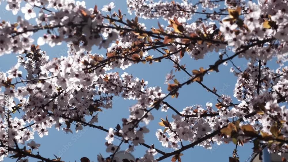 tree blossom tree blossom