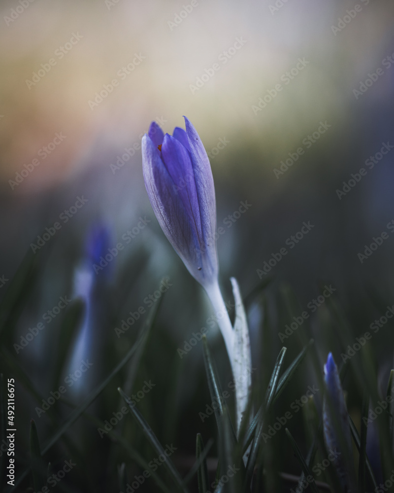 Fototapeta premium purple crocus flower