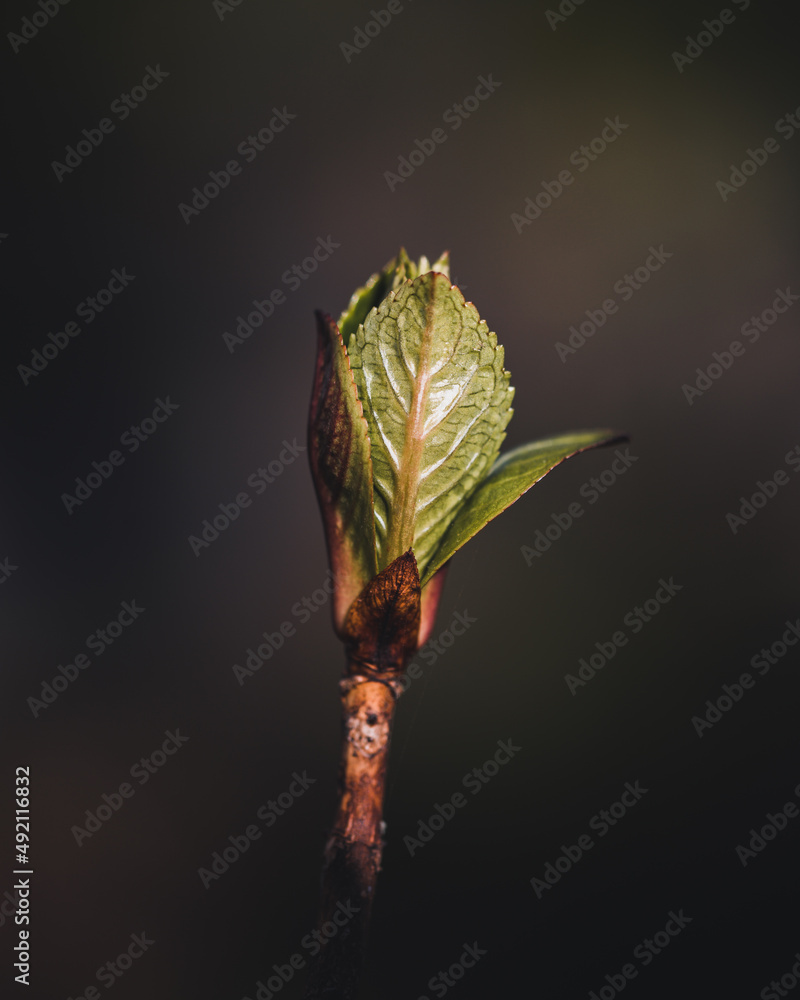 Fototapeta premium leaf