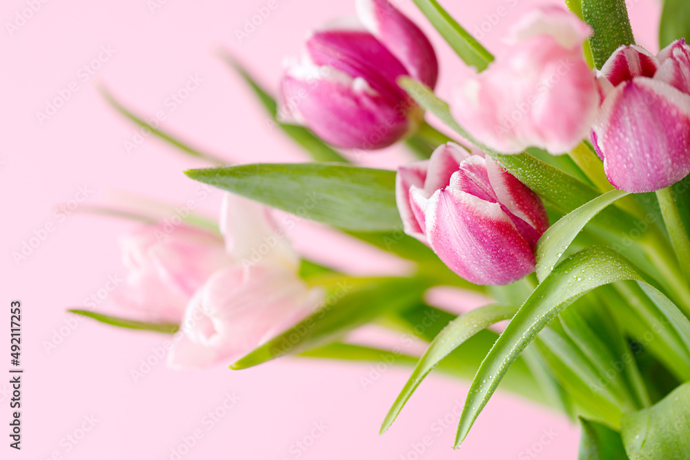 spring tulips on pink background. Greeting card for mothers day