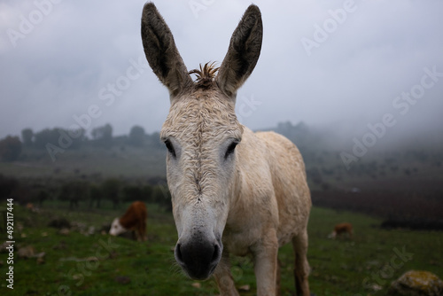 White donkey in countryside