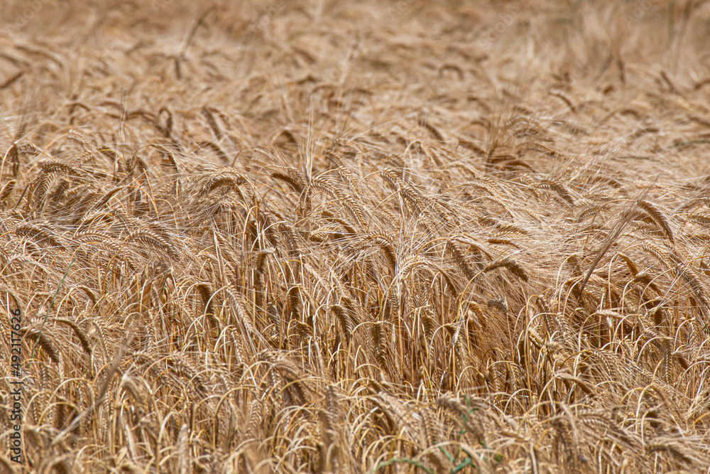 Close-up In Wheat Field Close-up In Wheat Field