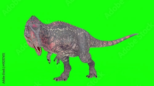 giganotosaurus is looking for something on green chroma key background photo