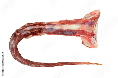 Canvas-taulu Raw oxtail beef tail isolated on white