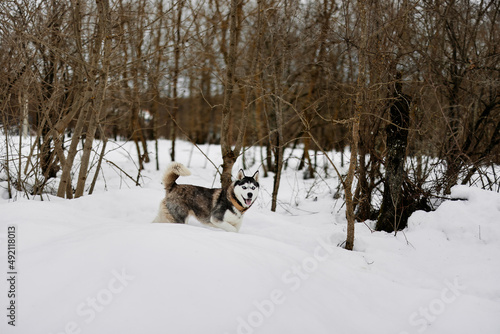 dog outdoors in winter forest walk pet nature
